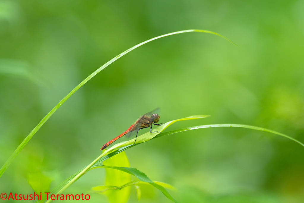 アキアカネ♂