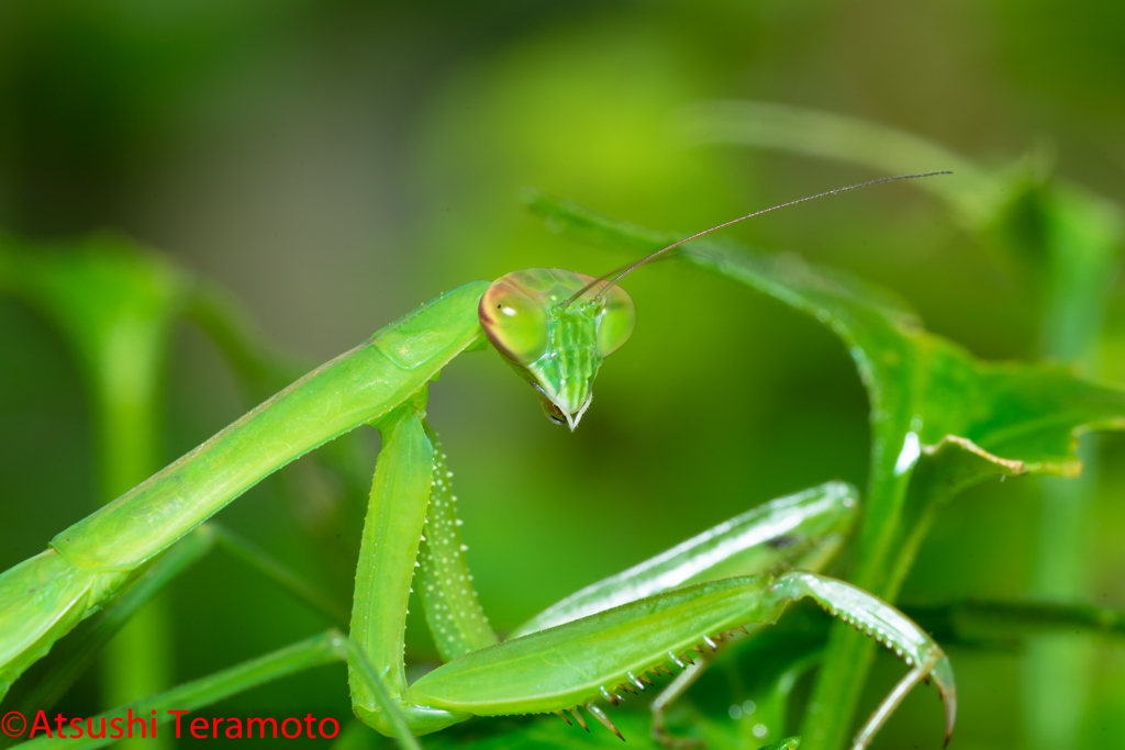 オオカマキリ幼虫