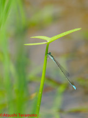 夏型♂