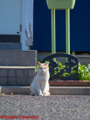 茶色の猫