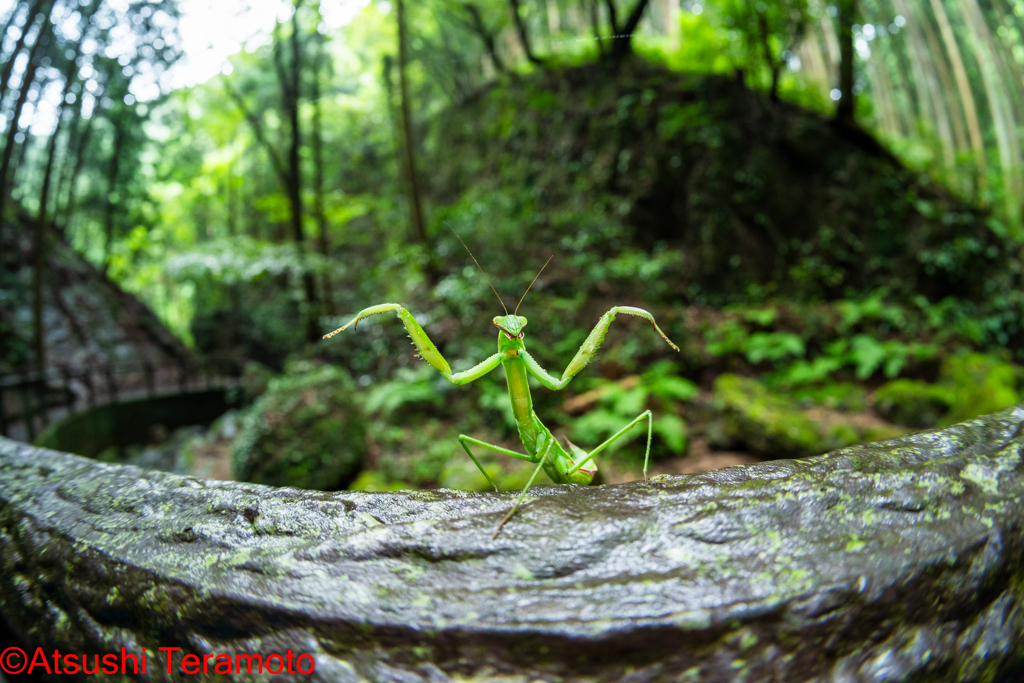 威嚇するカマキリ