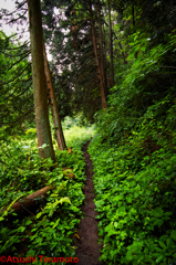 雨の中の・・・