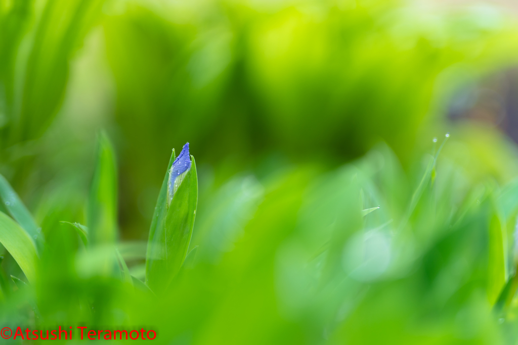 ヒメシャガの蕾