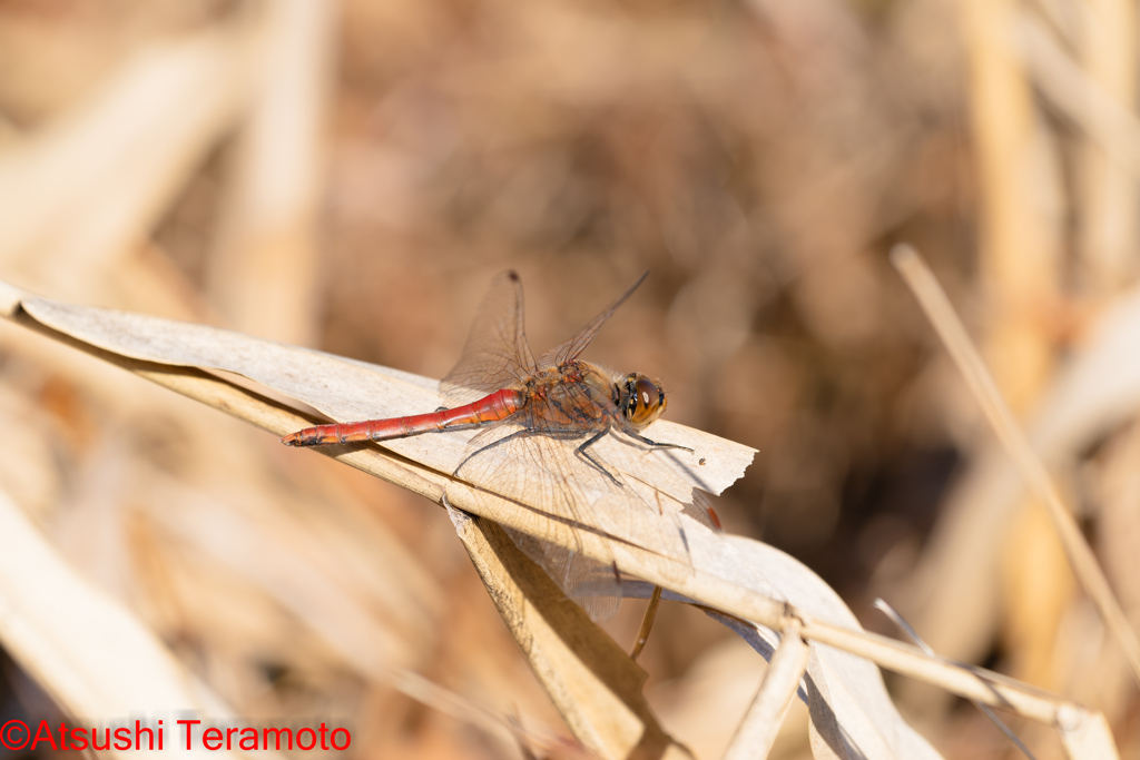 アキアカネ♂