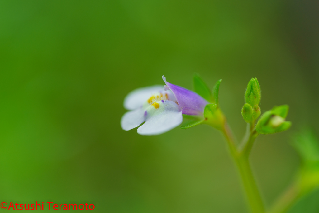 庭の小さな花