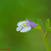 庭の小さな花