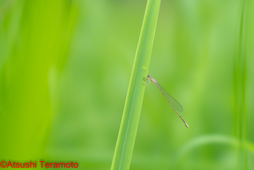 ホソミイトトンボ越冬型♀