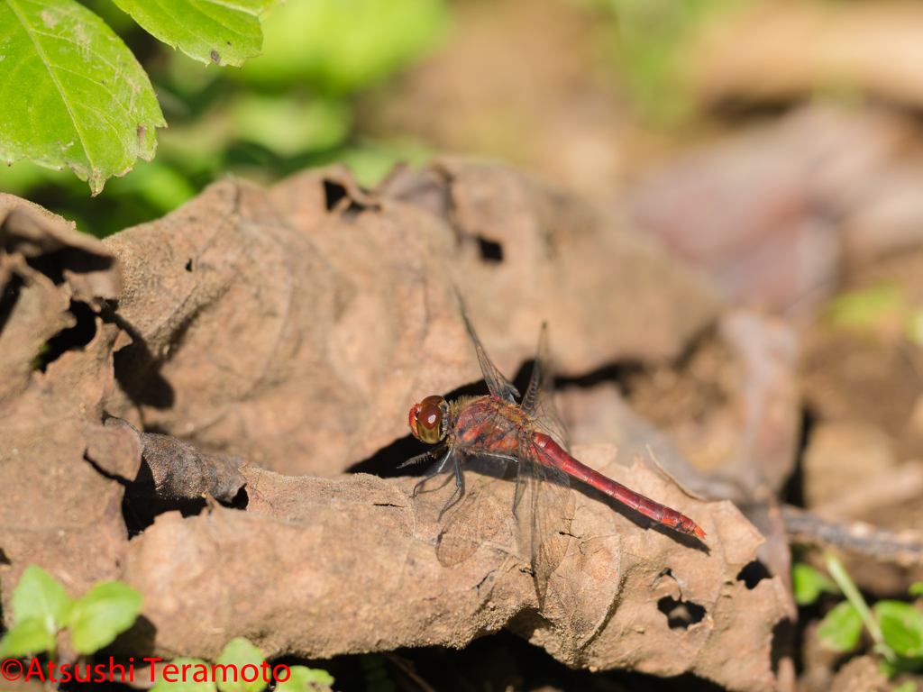 ナツアカネ♂