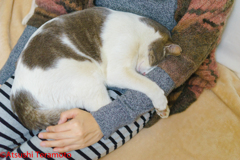 もはや、飼い猫か・・・