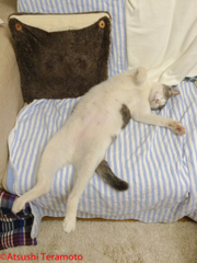 ネコ吉
