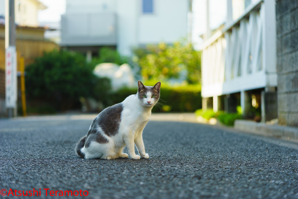 一応、野良猫でした・・・