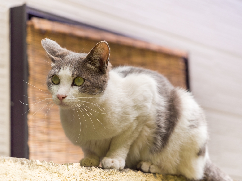 いつものネコちゃん。