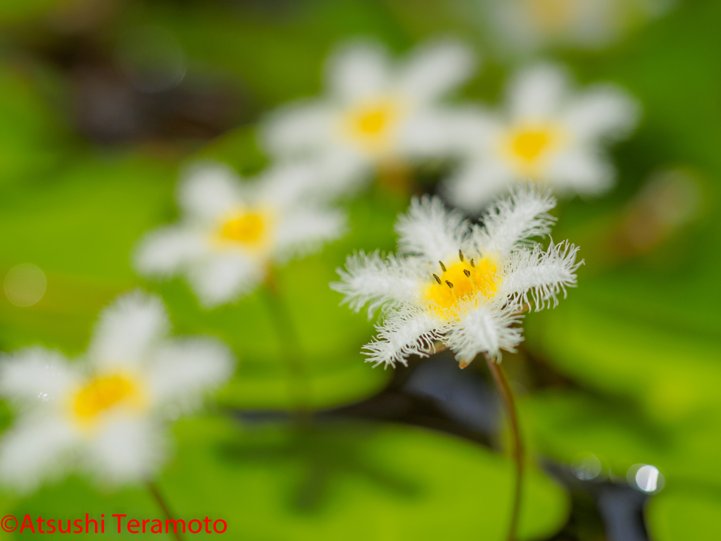 ガガブタ（花弁6枚型）