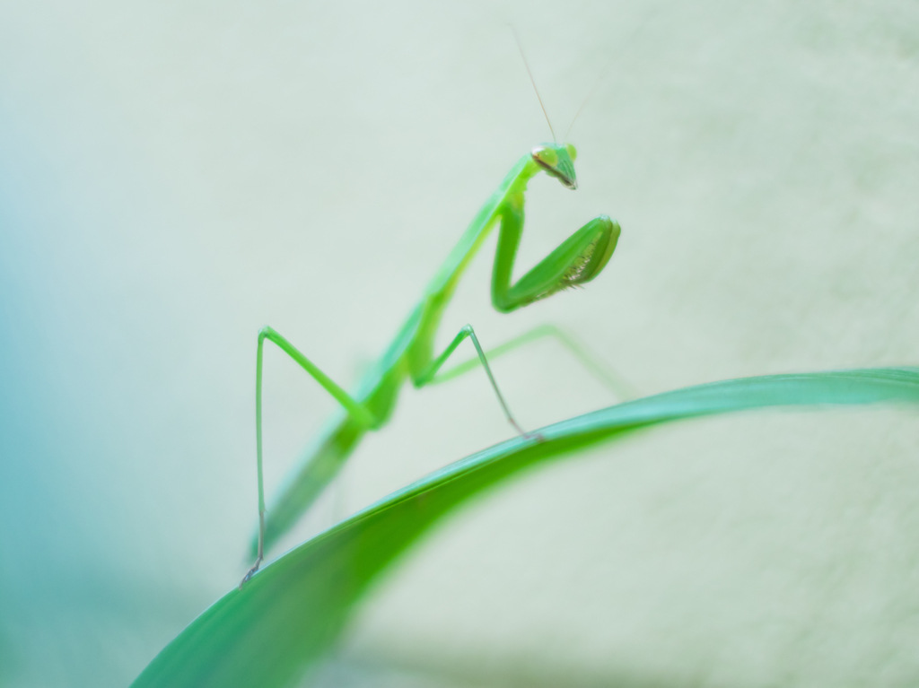 カマキリ幼体