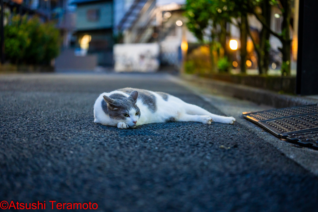 夕涼みするネコ吉