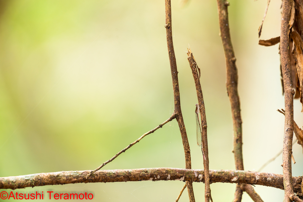 ホソミイトトンボ越冬型♀
