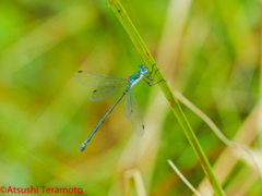 ♂型♀