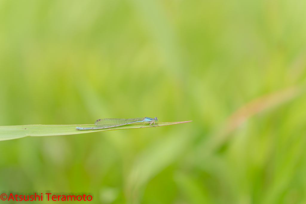 ホソミイトトンボ越冬型♀