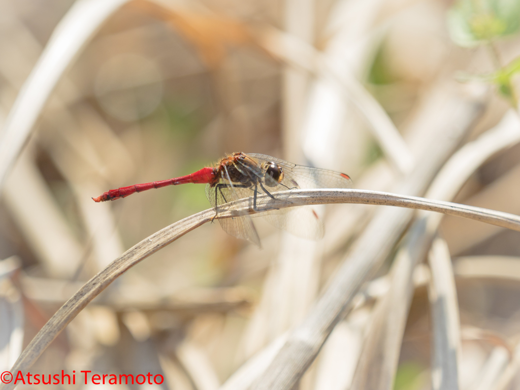 マユタテアカネ♂