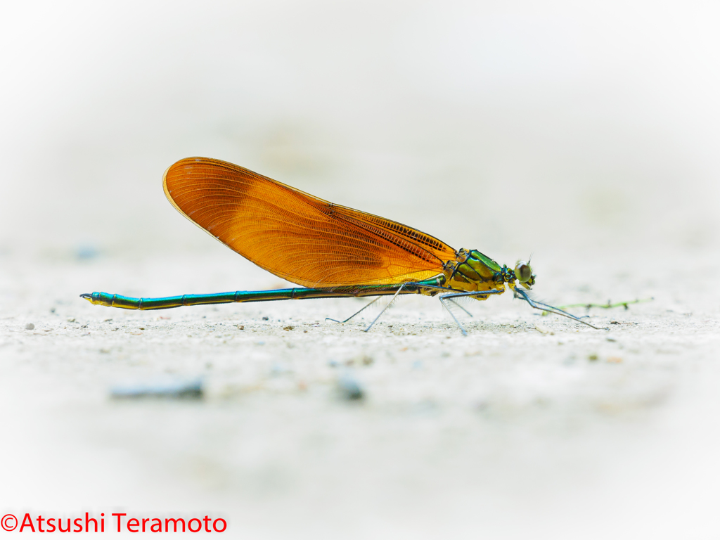 ミヤマカワトンボ♂