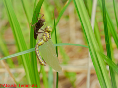 サラサヤンマ♀羽化