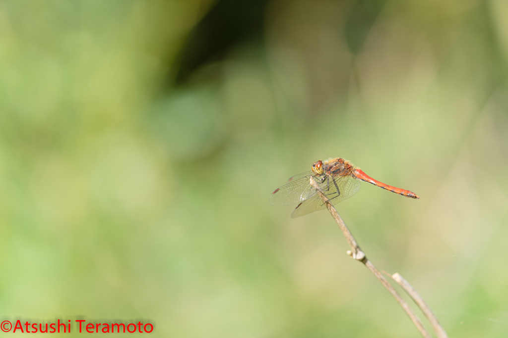 アキアカネ♂