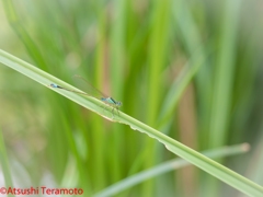 ♂型♀