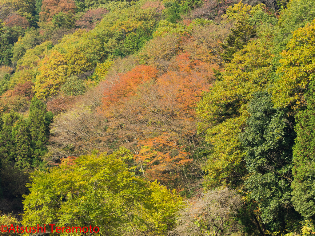 里山の紅葉