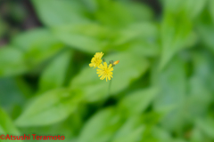 野草
