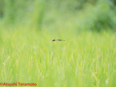 ナツアカネ連結産卵飛翔