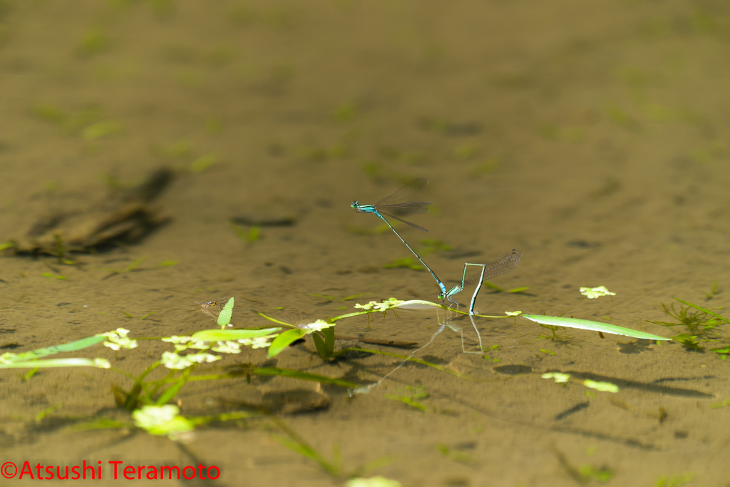 ホソミイトトンボ夏型連結産卵