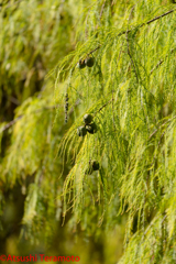 ラクウショウの果実