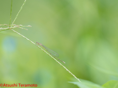 ホソミイトトンボ越冬型♀