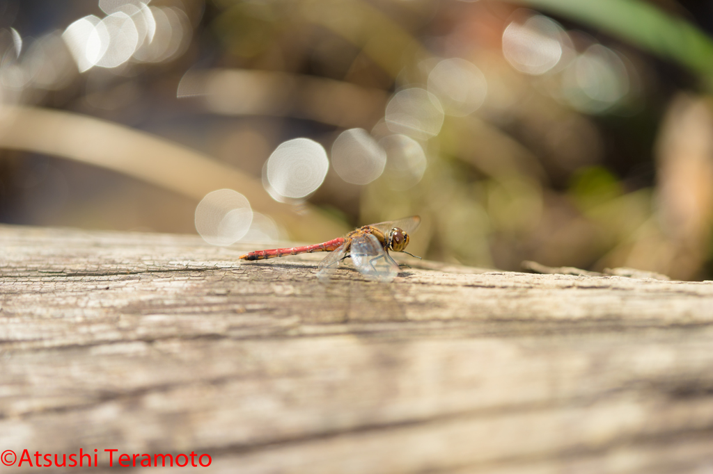 アキアカネ♂