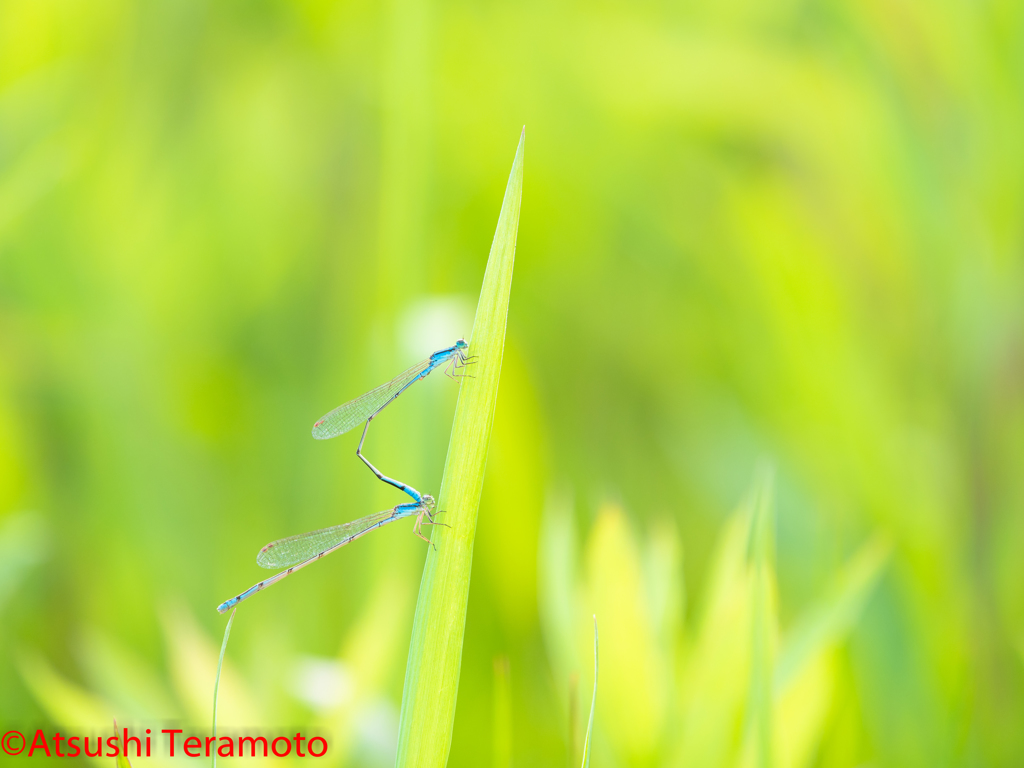 ホソミイトトンボ越冬型連結態
