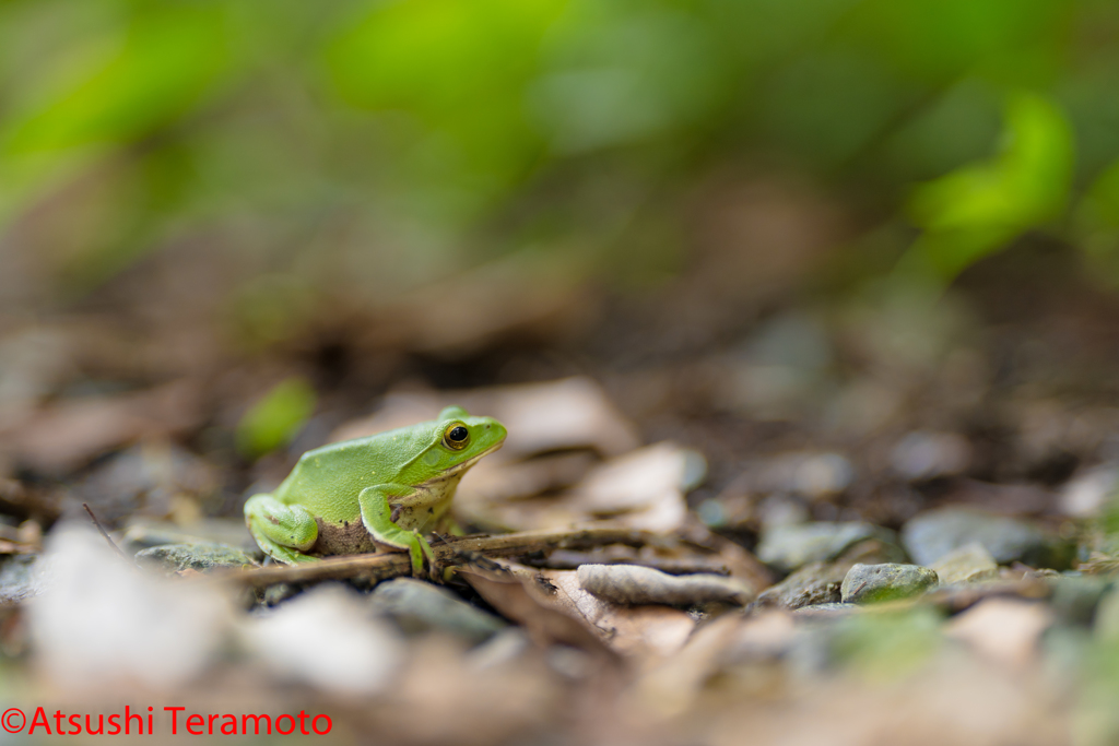 シュレーゲルアオガエル By Atsushi Id 写真共有サイト Photohito