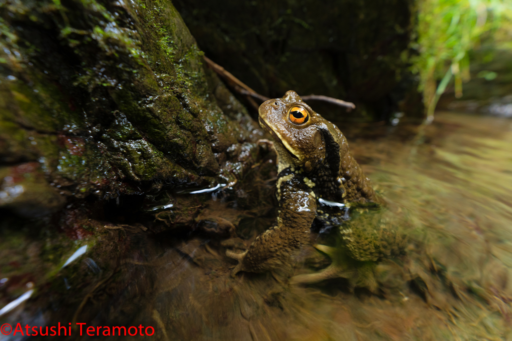 アズマヒキガエル