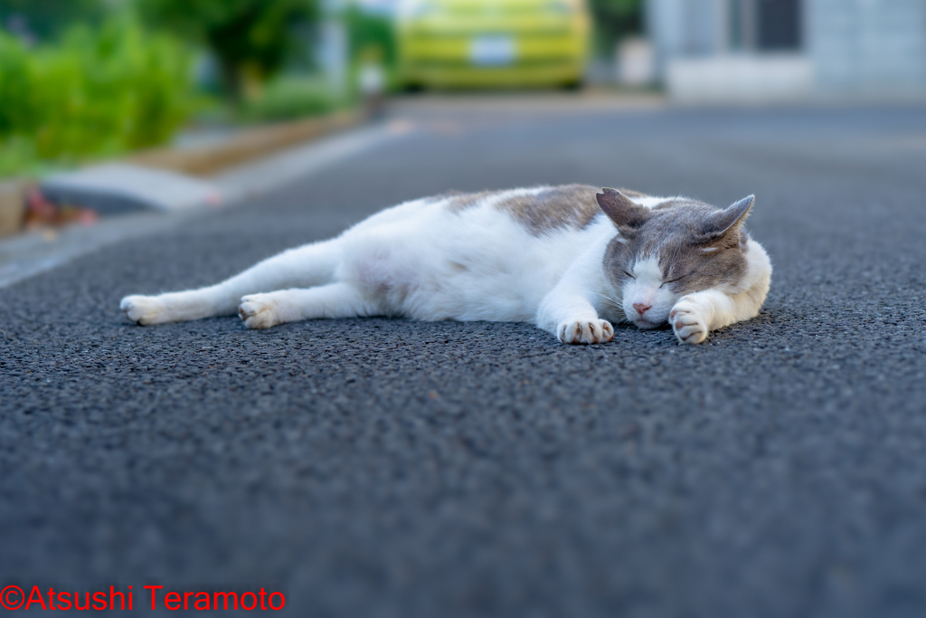 ネコ吉