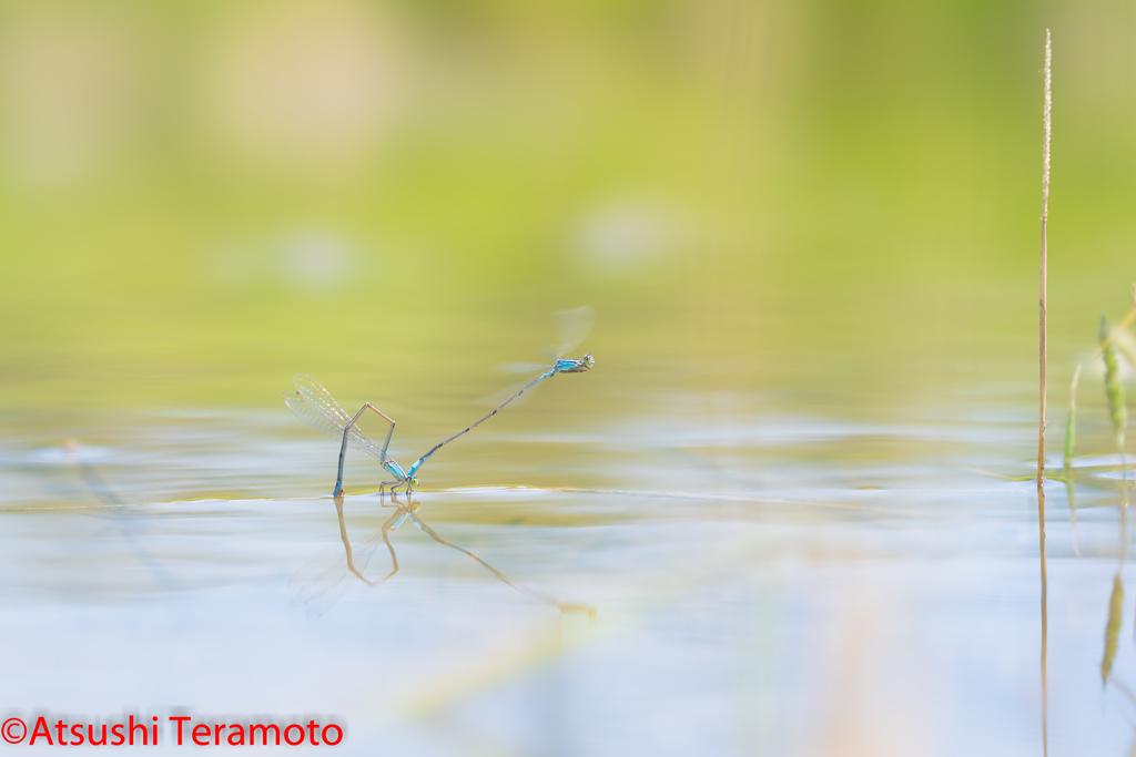 ホソミイトトンボ越冬型連結産卵