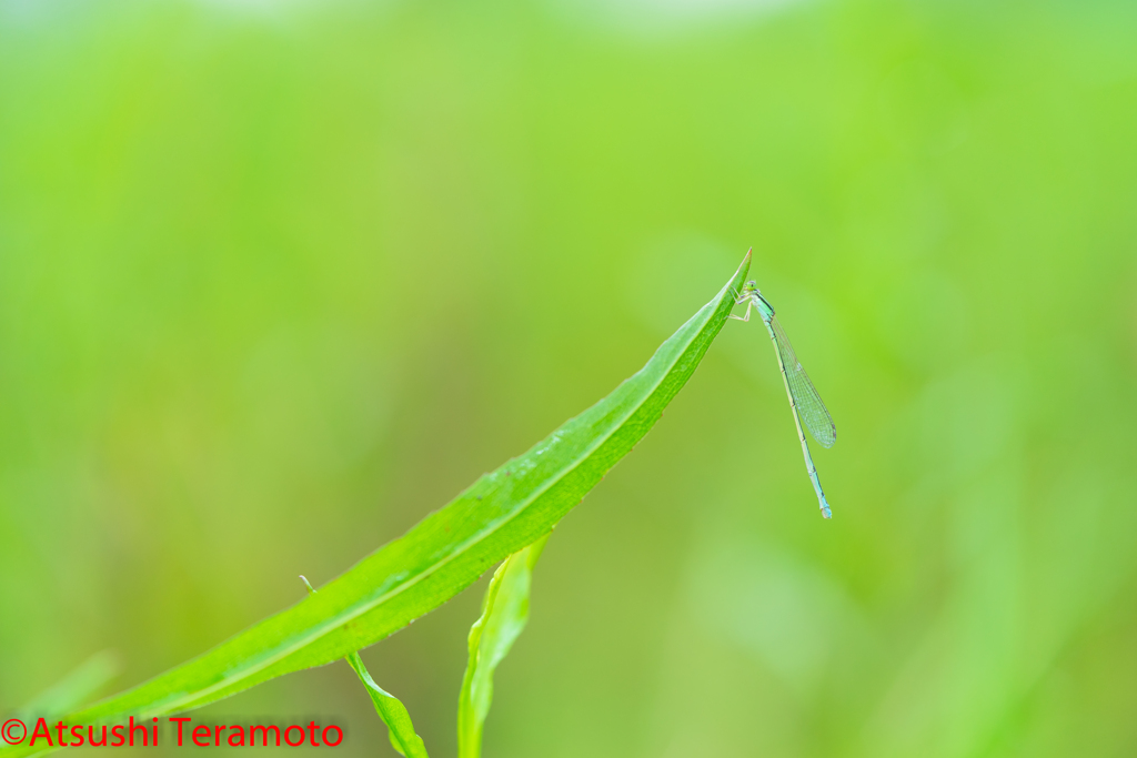 ホソミイトトンボ夏型♀