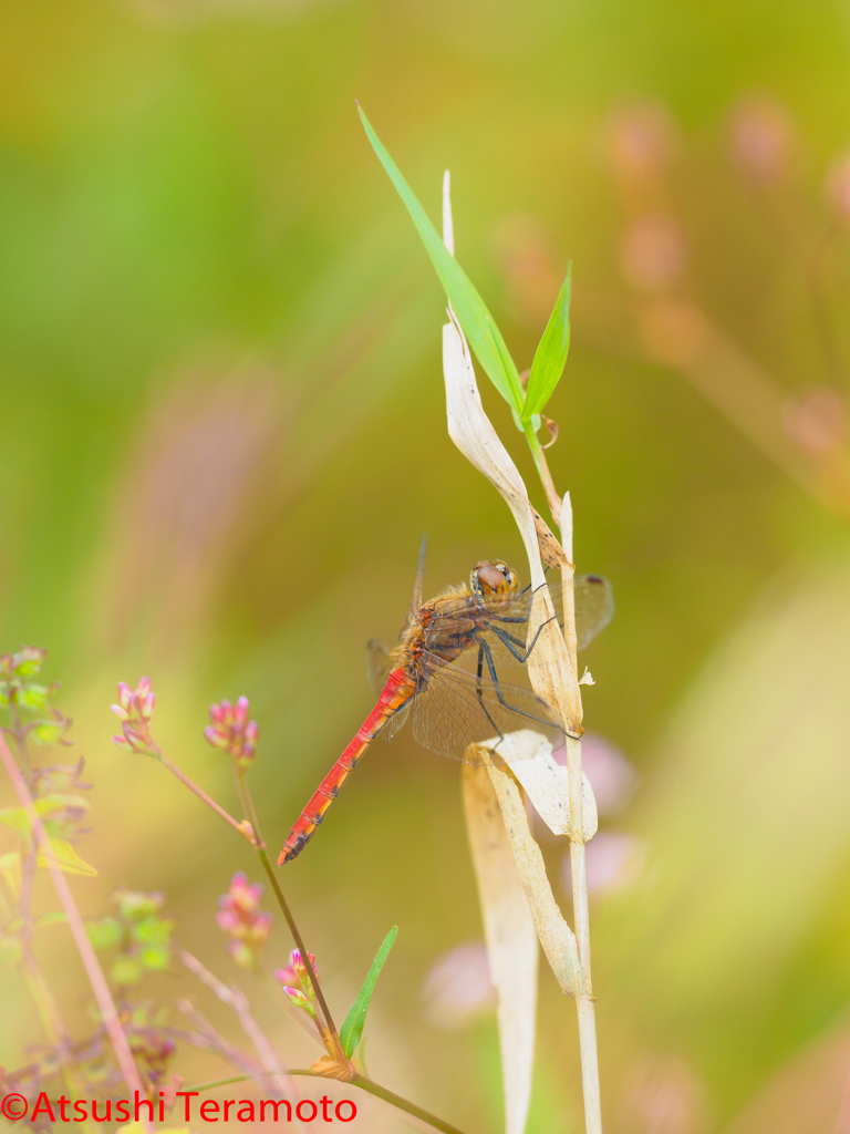 アキアカネ♂