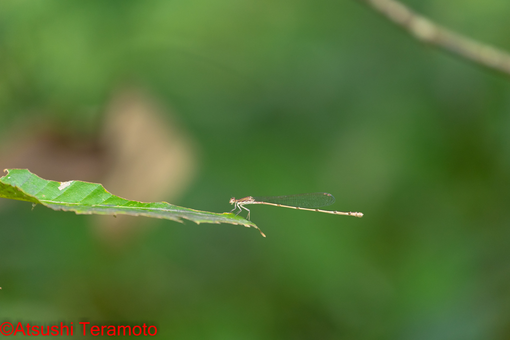 ホソミイトトンボ越冬型♀
