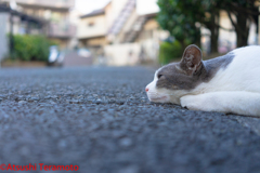 アスファルトに、ゴロ～ン・・・