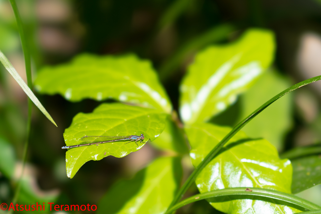 ホソミイトトンボ越冬型♀