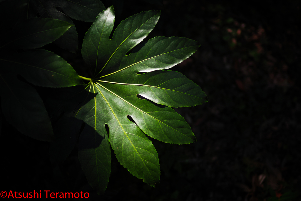 木漏れ日・・・