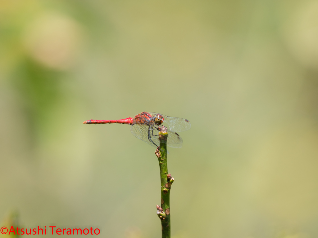 ナツアカネ♂