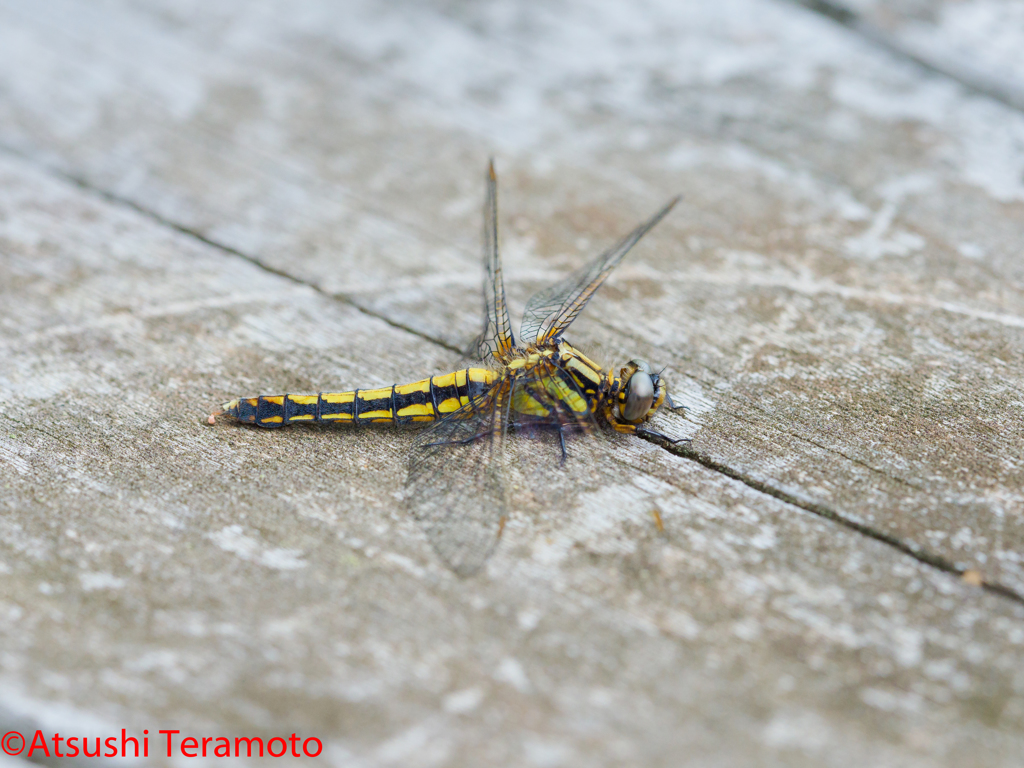 シオヤトンボ♀