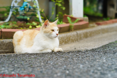 別の地域猫（さくらねこ）