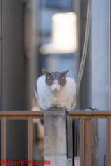 ネコ吉