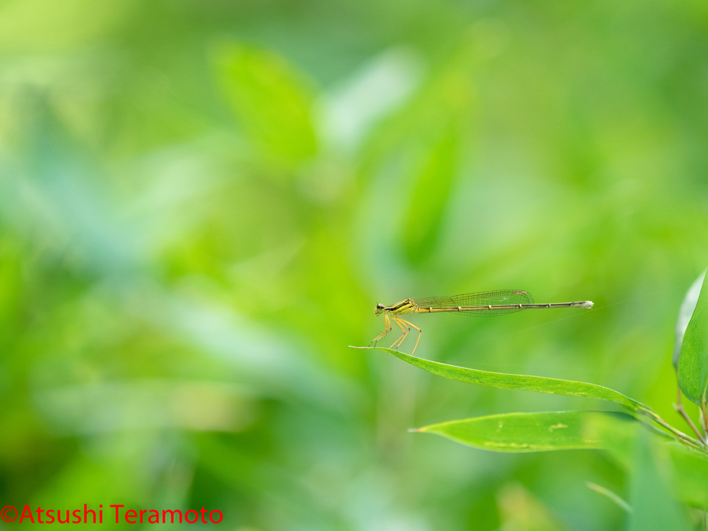 モノサシトンボ♀